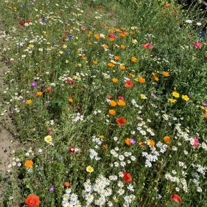 Wilde bloemen, een streling voor het oog