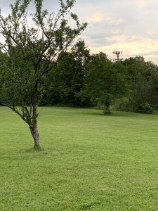 Enkele "Mirabelle"-bomen op het domein